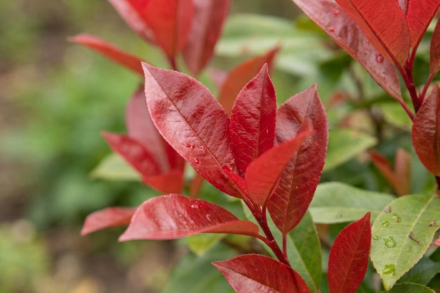 Photinia fraseri 'Little Red Robin' blad
