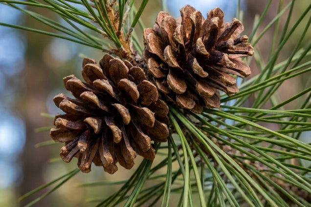 Pinus thunbergii kegel