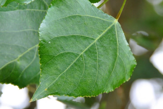 Populus nigra 'Vereecken' blad