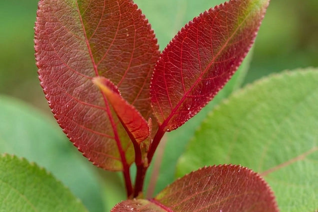 Populus purdomii blad