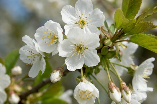 Prunus avium 'Stella' bloesem
