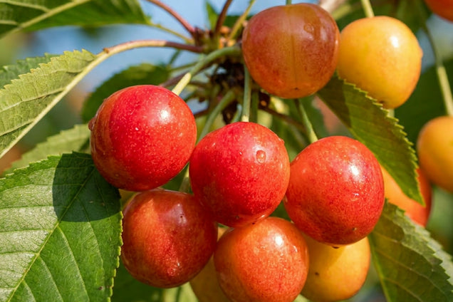 Prunus avium 'Udense Spaanse' vrucht
