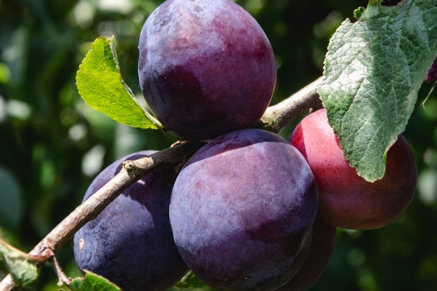 Prunus domestica 'Opal' vrucht