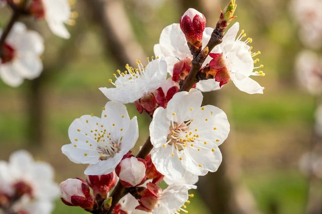 Prunus domestica 'Reine Claude d'Althan' bloesem