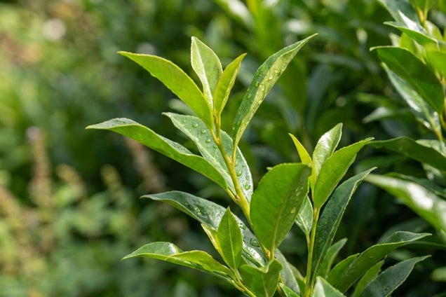 Prunus laurocerasus 'GRPL08' blad