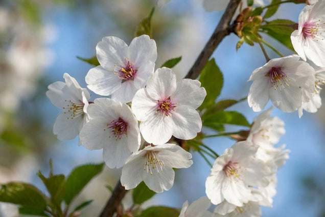 Prunus 'Snow Goose' bloem