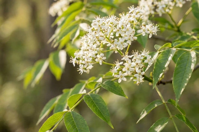 Pterocarya hupehensis bloem