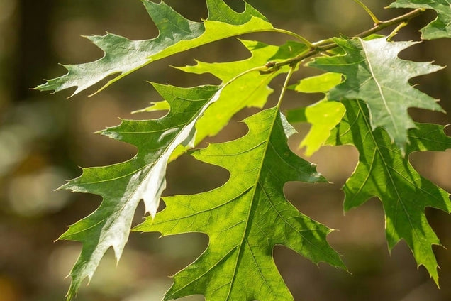 Quercus pagoda blad