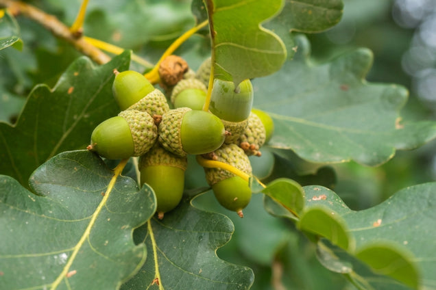 Quercus petraea eikel