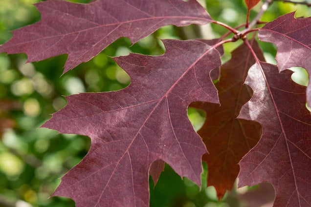 Quercus texana blad