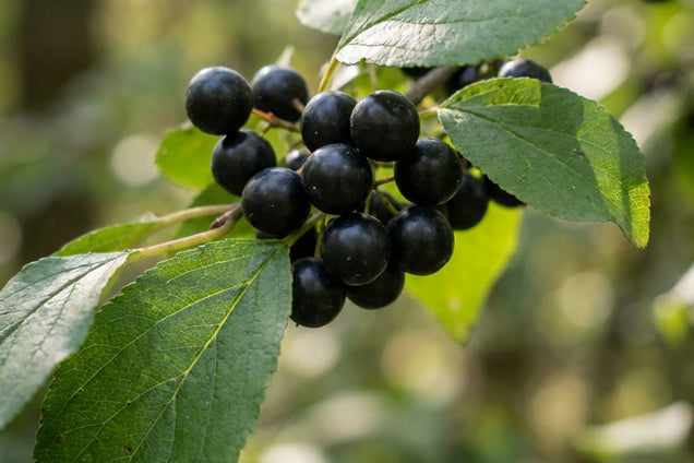 Rhamnus cathartica vrucht