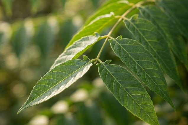 Rhus succedanea blad