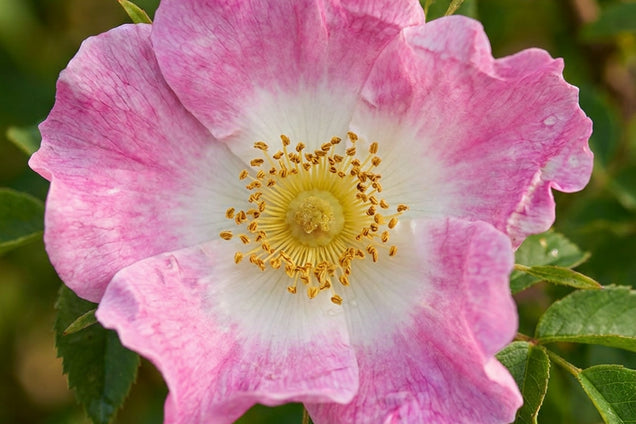 Rosa roxburghii bloem