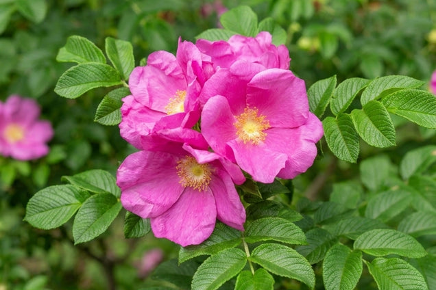 Rosa rugosa bloem