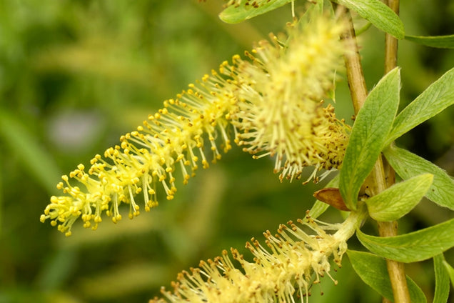 Salix babylonica 'Pendula' katje
