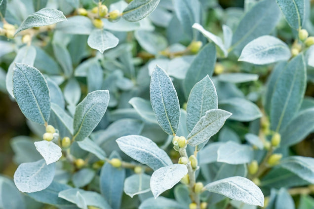 Salix caprea Mas bladeren