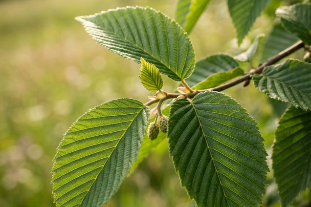 Sorbus alnifolia blad