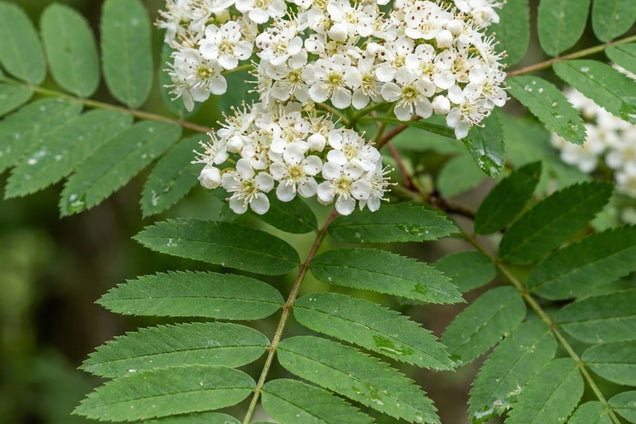 Sorbus arnoldiana 'White Wax' bloem