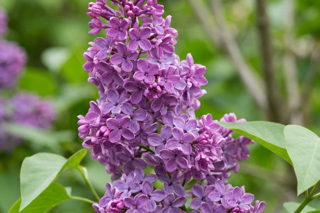 Syringa meyeri 'ANNY200810' bloem