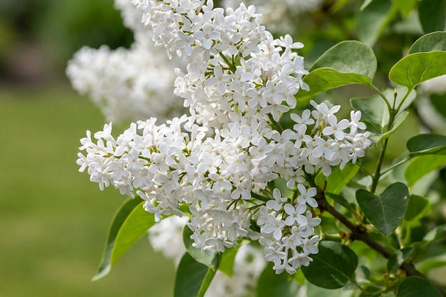 Syringa patula 'Miss Kim' bloem