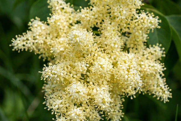 Syringa pekinensis 'Zhang Zhiming' bloem