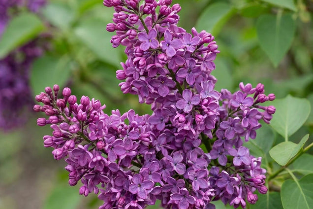 Syringa 'SMSJBP7' bloem