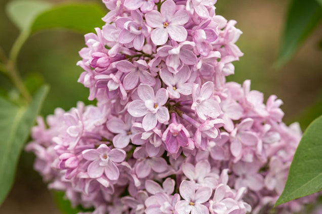 Syringa vulgaris 'Belle de Nancy' bloem