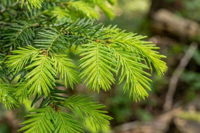 Taxodium distichum 'Pevé Minaret'