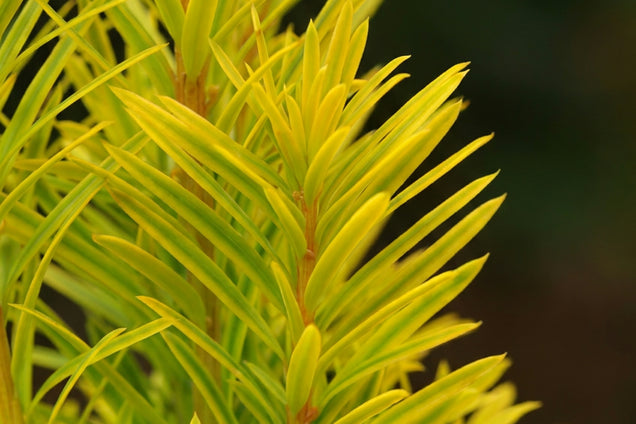 Taxus baccata 'Summergold' blad
