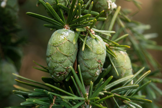 Tsuga chinensis kegel