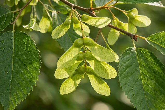 Ulmus davidiana japonica zaad