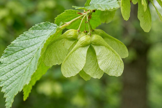 Ulmus 'Homestead' blad