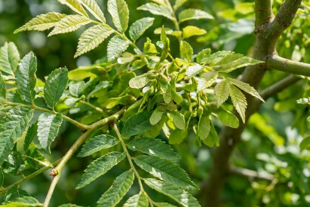 Ulmus parvifolia 'Sagei' blad