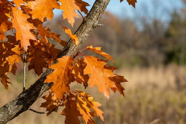 Ulmus 'Urban' blad