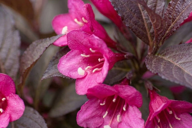 Weigela florida 'Verweig' bloem