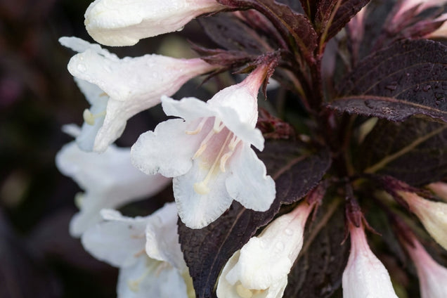 Weigela 'Velda' bloem
