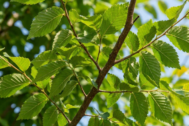 Zelkova serrata 'Sartori' blad