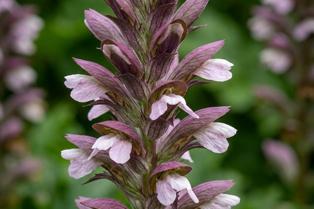 Acanthus mollis 'Latifolius' bloem