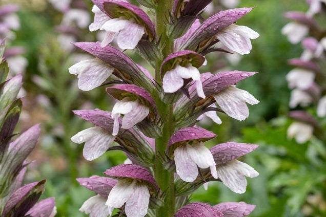 Acanthus spinosus 'Spinosissimus' bloem