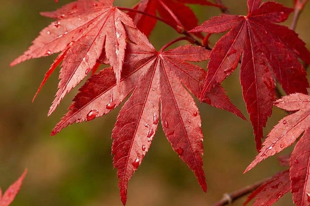Acer palmatum 'Little Red' blad