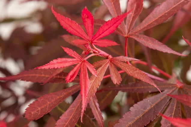 Acer palmatum 'Shaina' bladeren