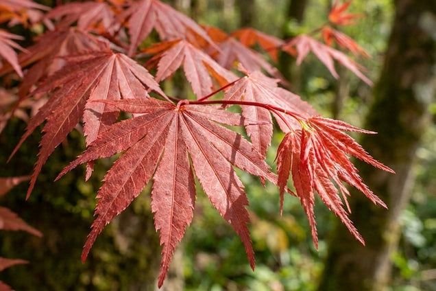 Acer palmatum 'Skeeter's Broom' blad