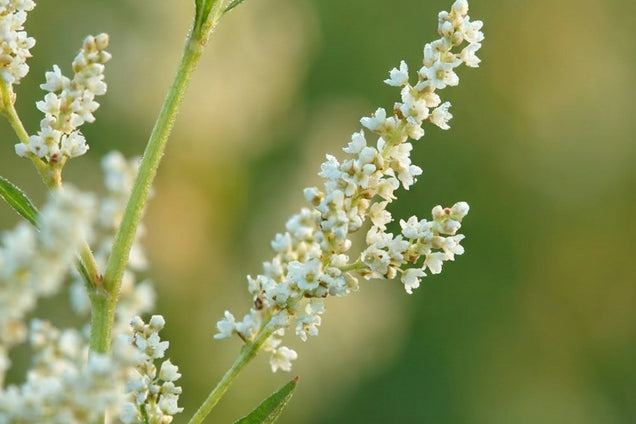 Aconogonon alpinum bloem