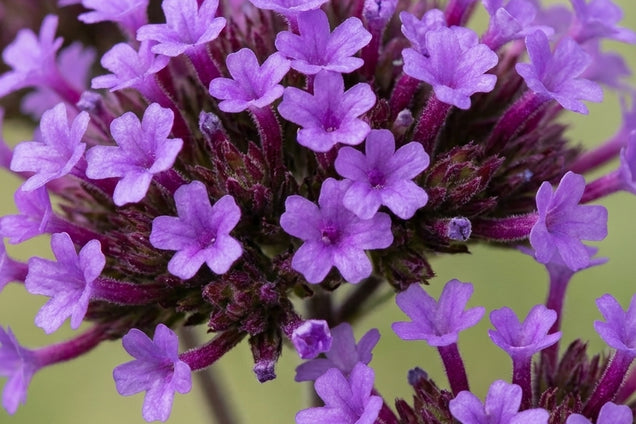 Aconogonon campanulatum 'CBCH292' bloem