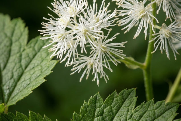 Actaea biternata Bloem
