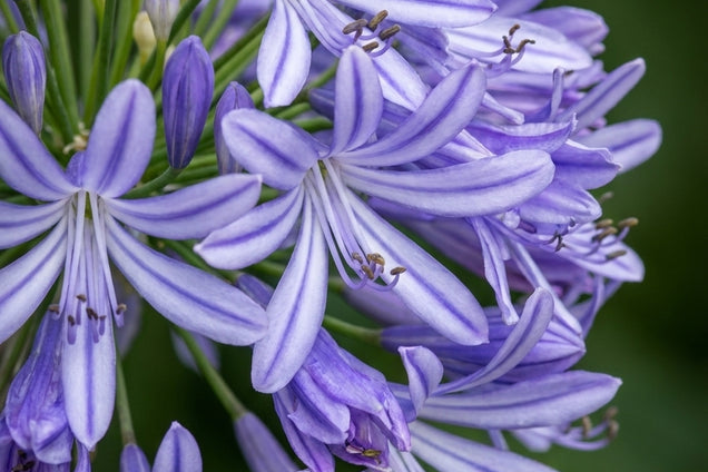 Agapanthus 'African Queen' bloem