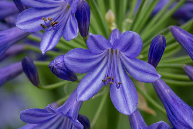 Agapanthus 'Vallée de Loire' bloem