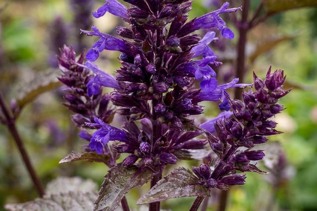 Agastache 'After Eight' blad