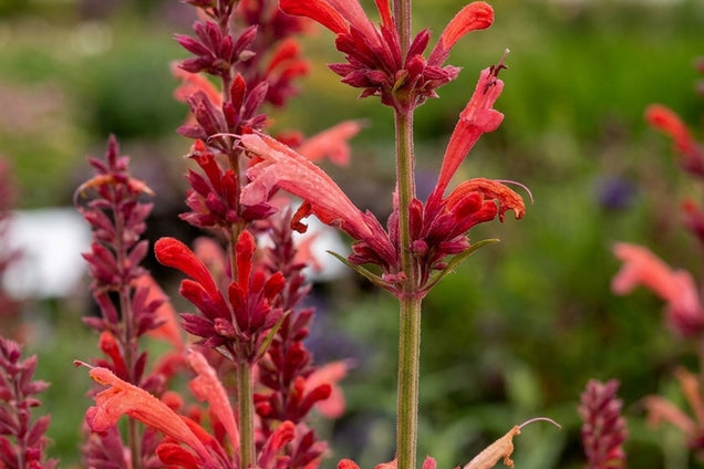Agastache 'Fleur' bloem
