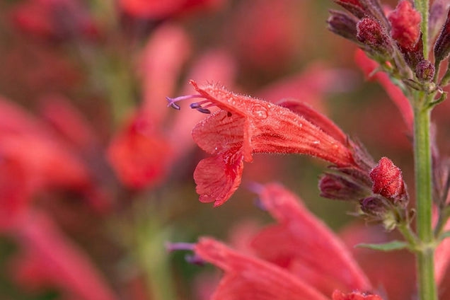Agastache 'Kudos Red' bloem